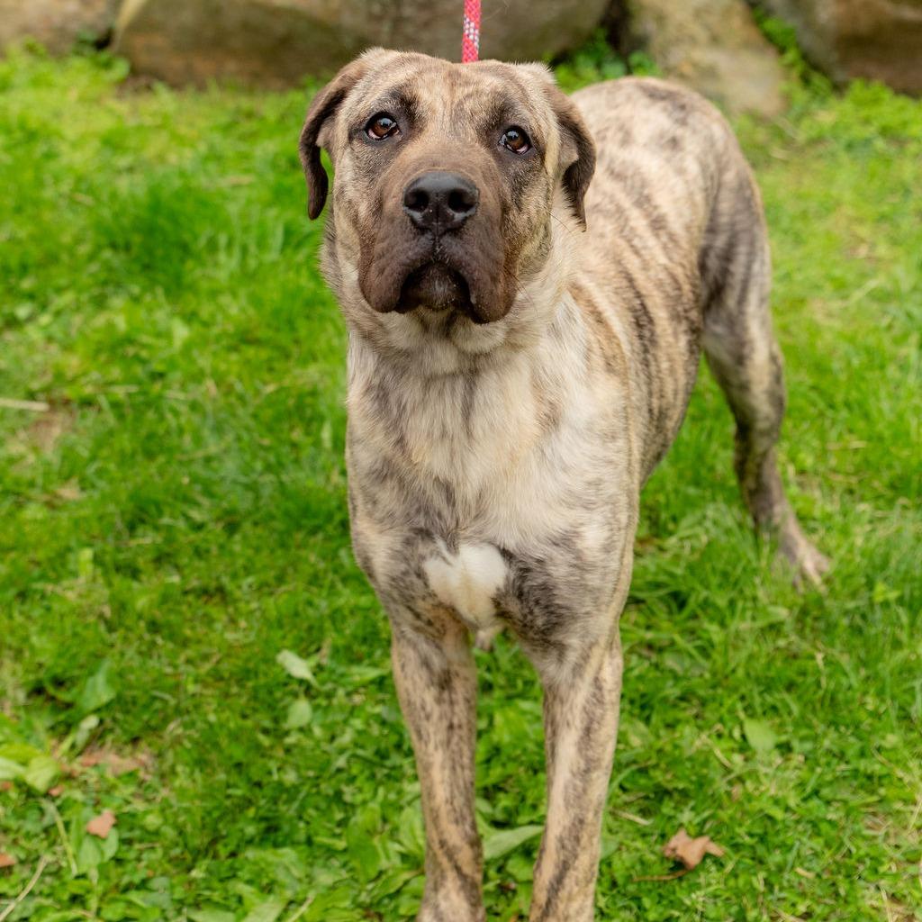 Enlarge Luna Moon, a Adoptable Presa Canario in Chester Springs, PA image 5/6