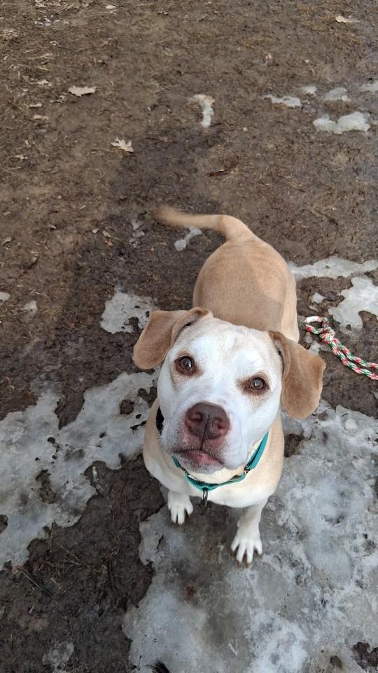 Enlarge Toby, a ADOPTABLE Retriever in Huntingdon, PA image 1/2