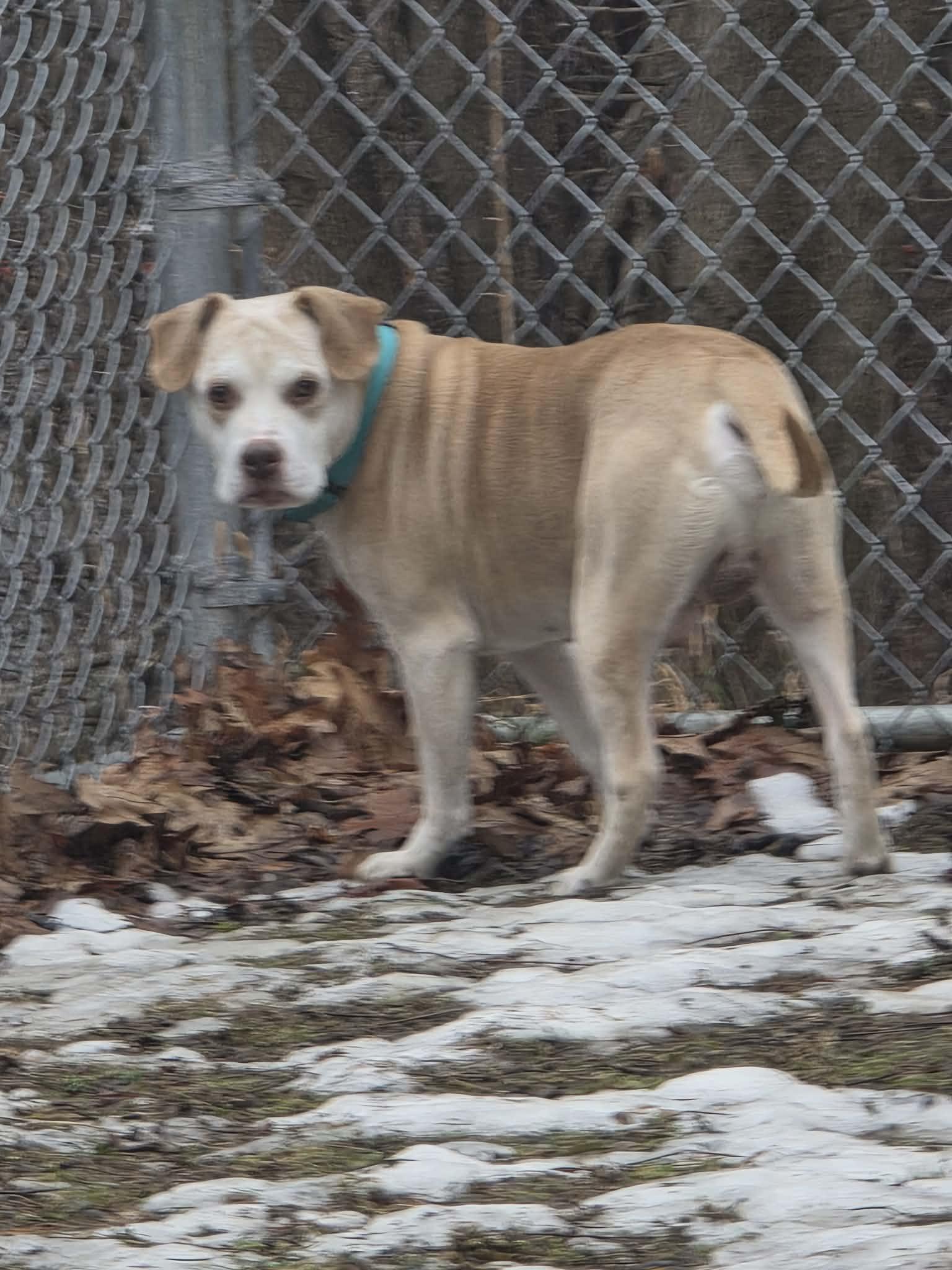 Enlarge Toby, a ADOPTABLE Retriever in Huntingdon, PA image 2/2