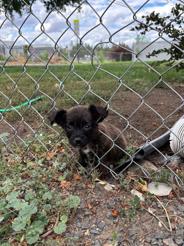 Enlarge Solomon, a Adoptable mixed breed in Spokane, WA image 1/6