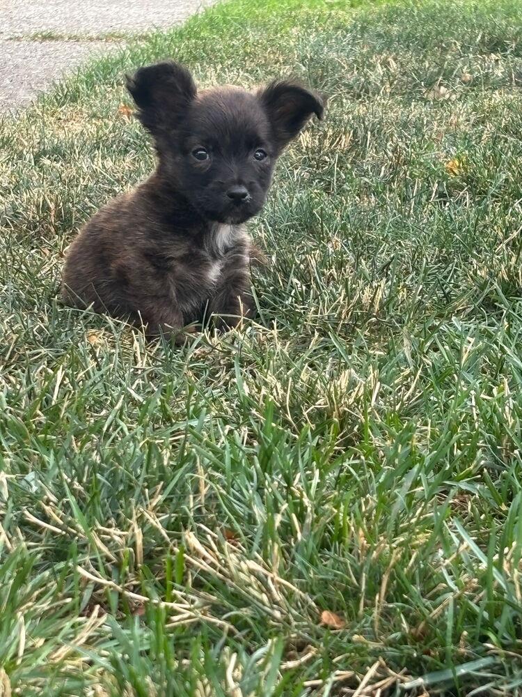 Enlarge Solomon, a Adoptable mixed breed in Spokane, WA image 2/6