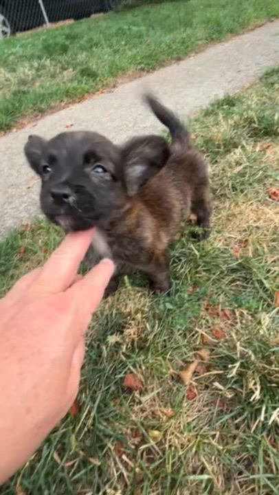 Enlarge Solomon, a Adoptable mixed breed in Spokane, WA video 5/6