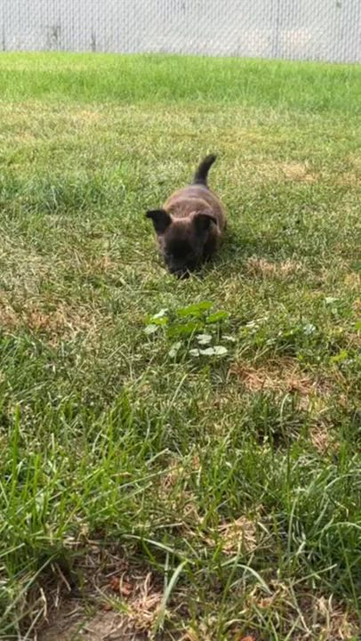 Enlarge Solomon, a Adoptable mixed breed in Spokane, WA video 6/6