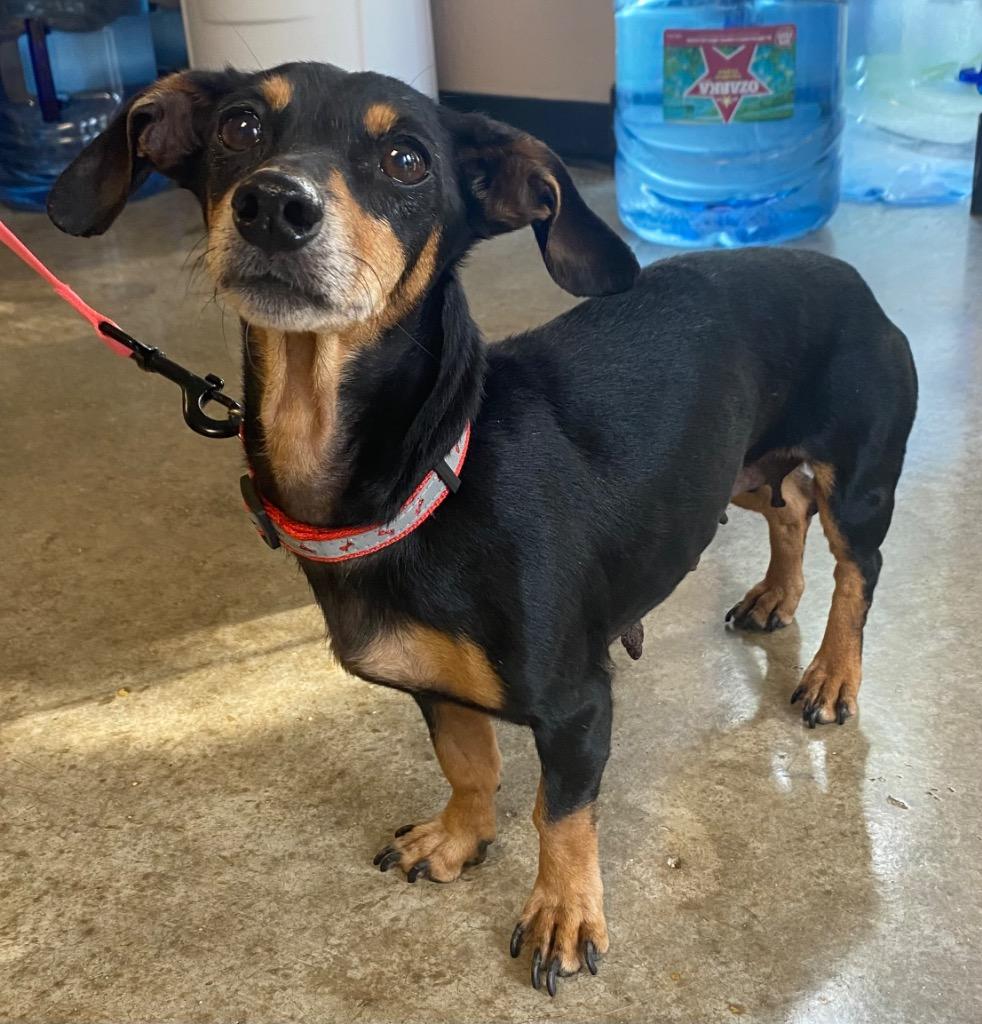 Enlarge Olive, a Adoptable Dachshund in Lockhart, TX image 1/1