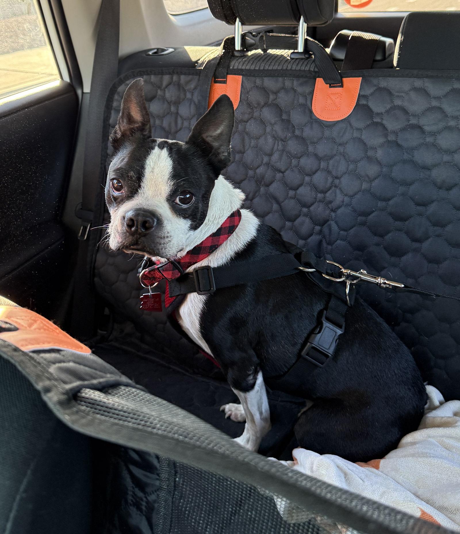 Enlarge Bentley, a Adopted Boston Terrier in Scottsdale, AZ image 1/3