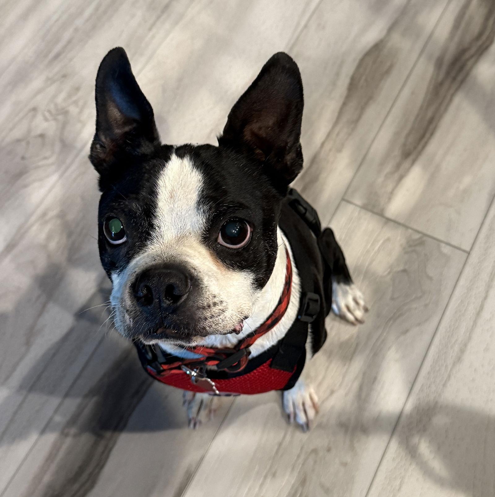 Enlarge Bentley, a Adopted Boston Terrier in Scottsdale, AZ image 2/3