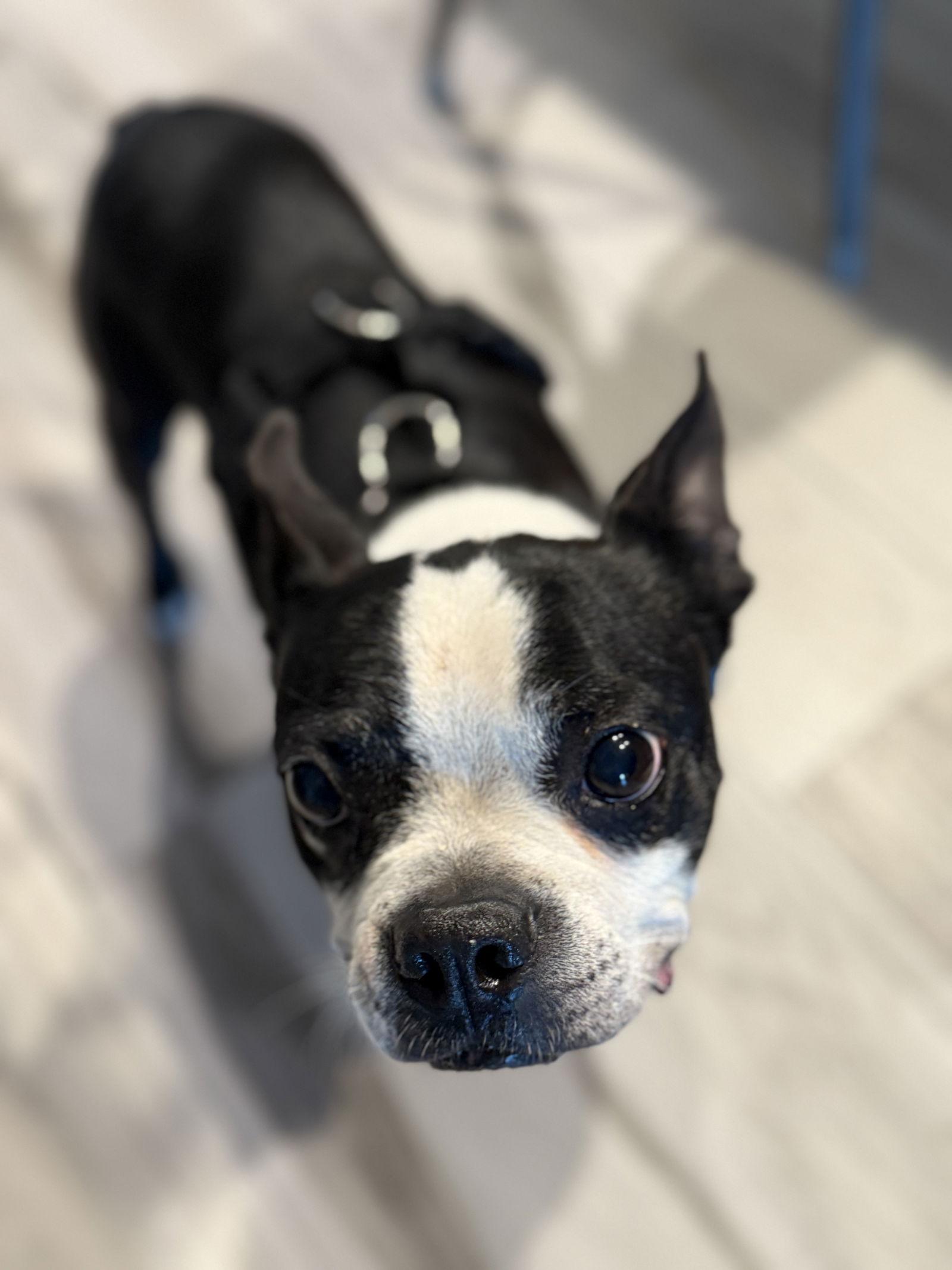 Enlarge Bentley, a Adopted Boston Terrier in Scottsdale, AZ image 3/3