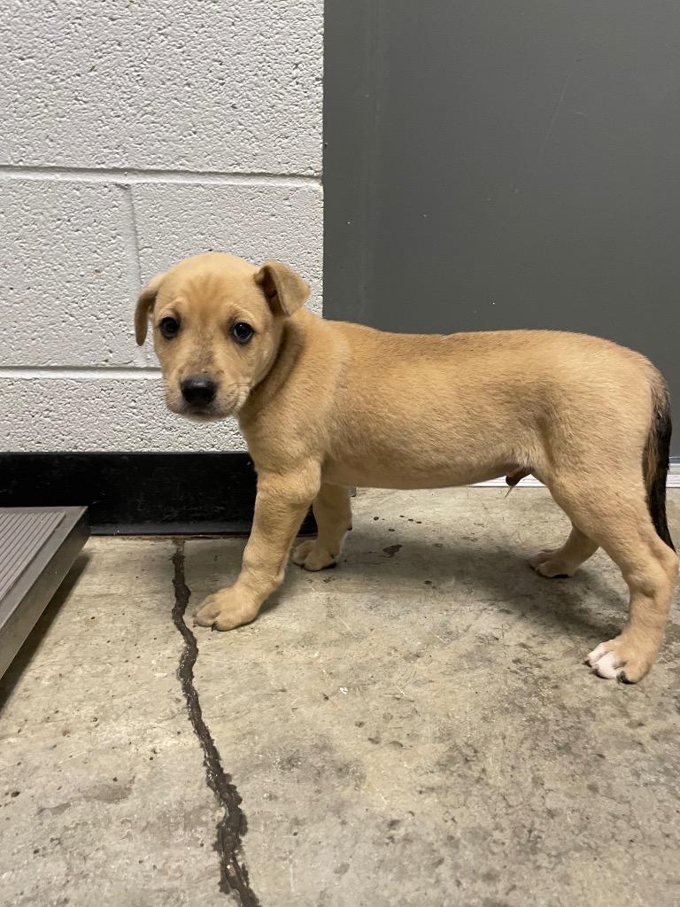 Newton Pup 5, Adoptable, Puppy Male Mixed Breed.