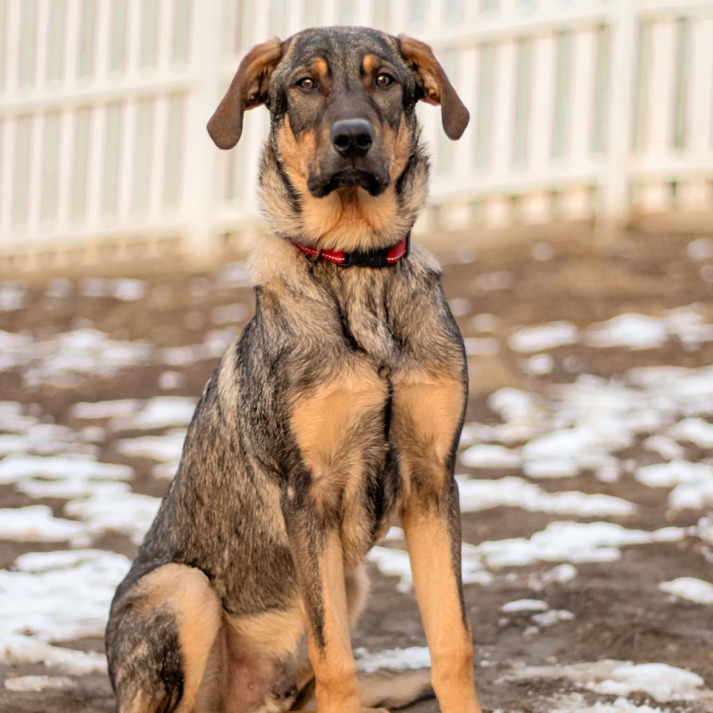 Enlarge Leo, a Adoptable mixed breed in Spring Hill, KS image 1/5