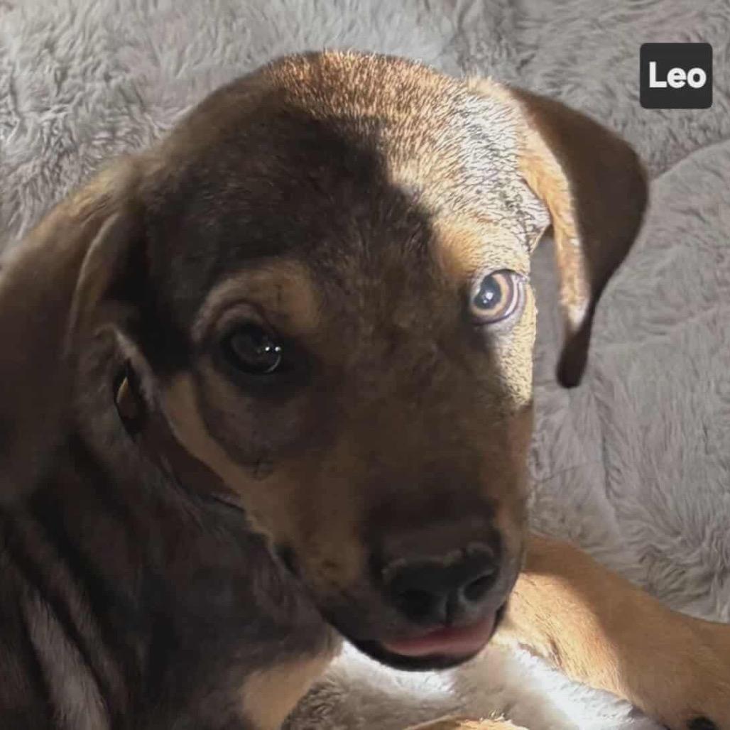 Leo, Adoptable, Puppy Male Anatolian Shepherd & Mixed Breed.
