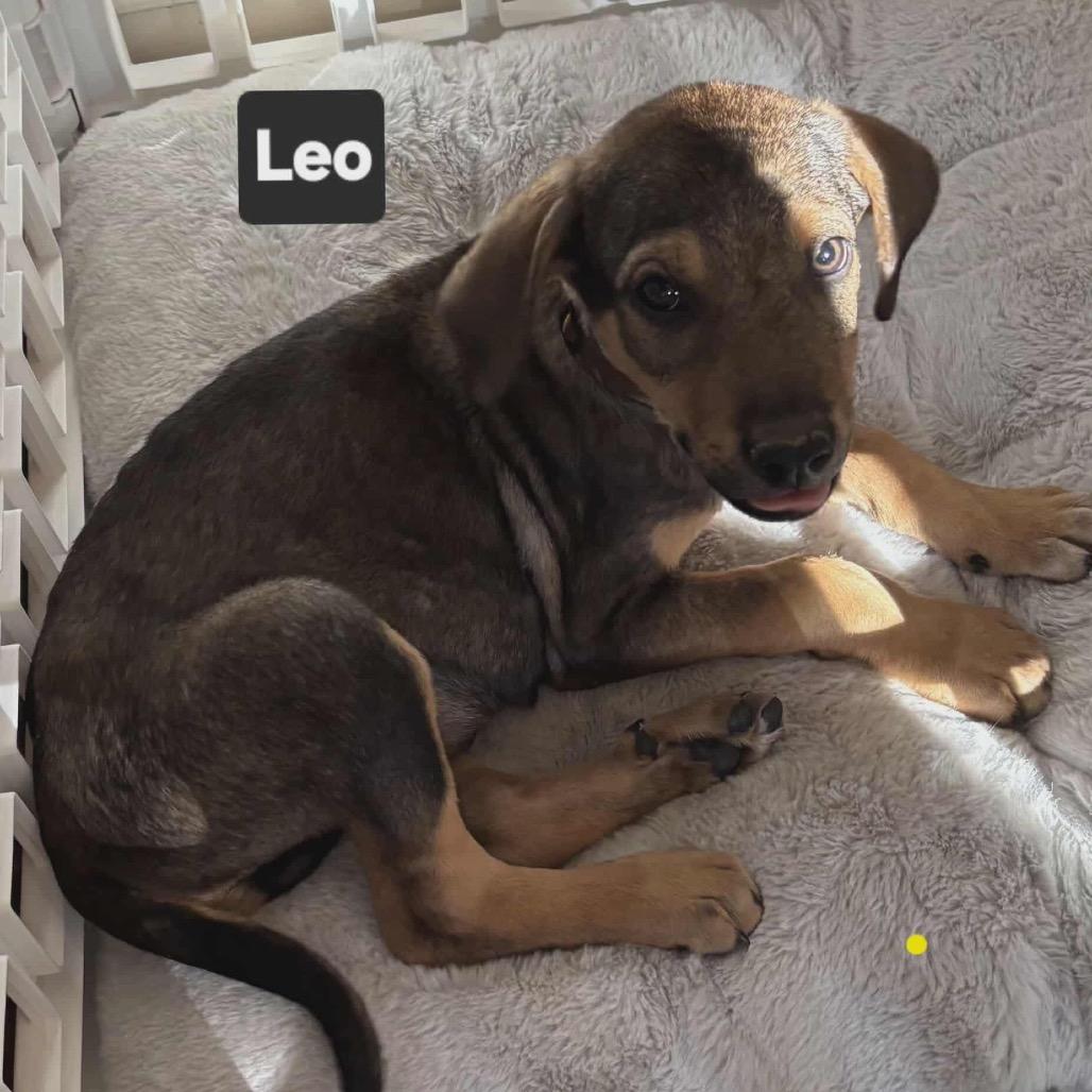 Leo, a Adoptable mixed breed in Spring Hill, KS image 2/2