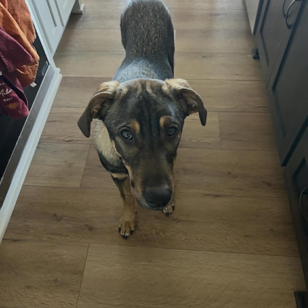 Leo, a Adoptable mixed breed in Spring Hill, KS image 3/3