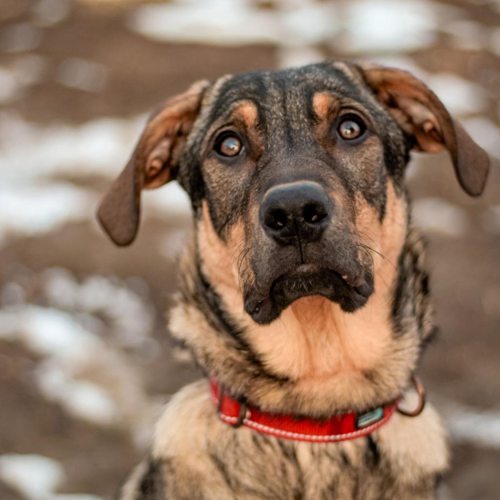 Enlarge Leo, a Adoptable mixed breed in Spring Hill, KS image 5/5
