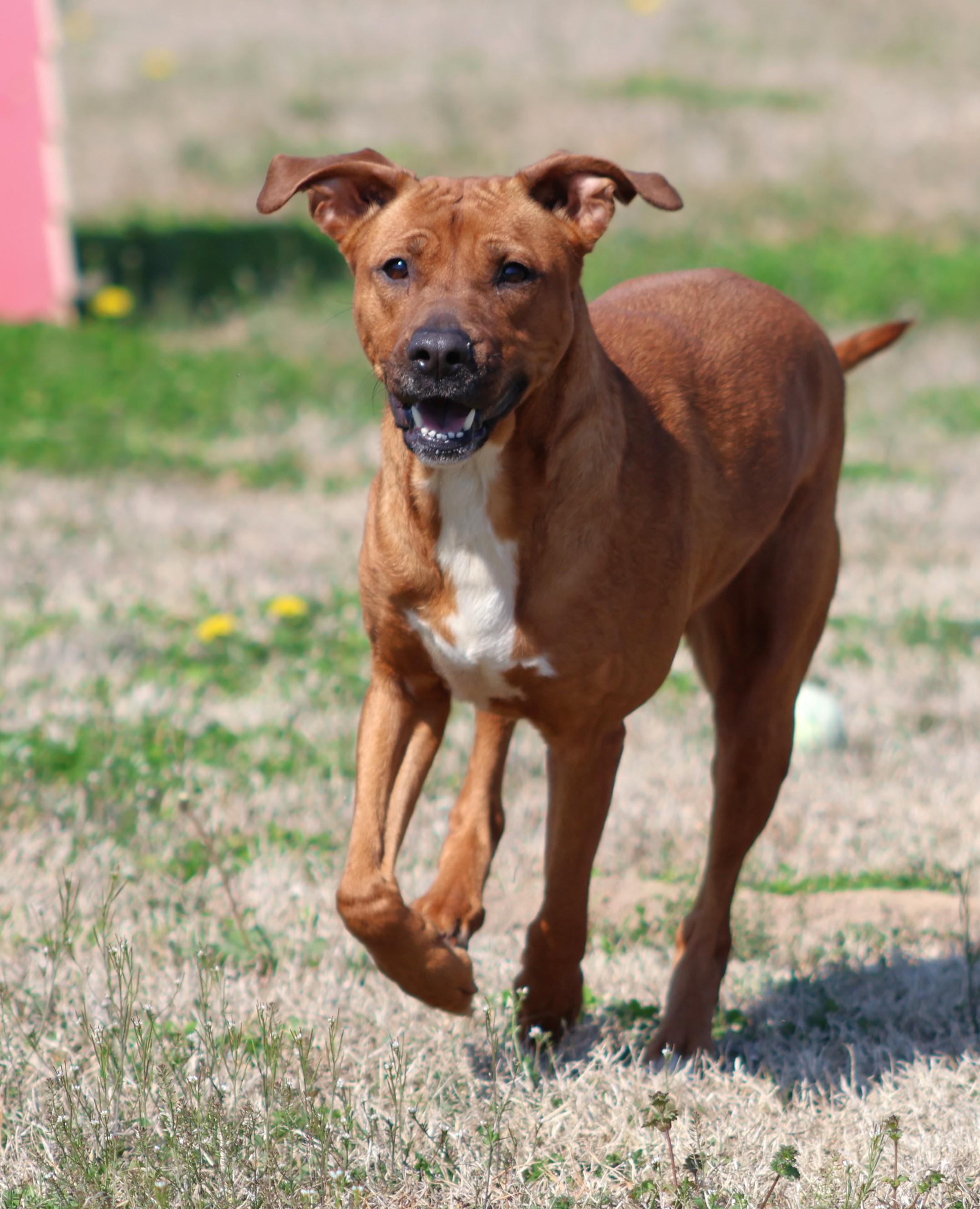 NINA, Adoptable, Adult Female Labrador Retriever & Mixed Breed.