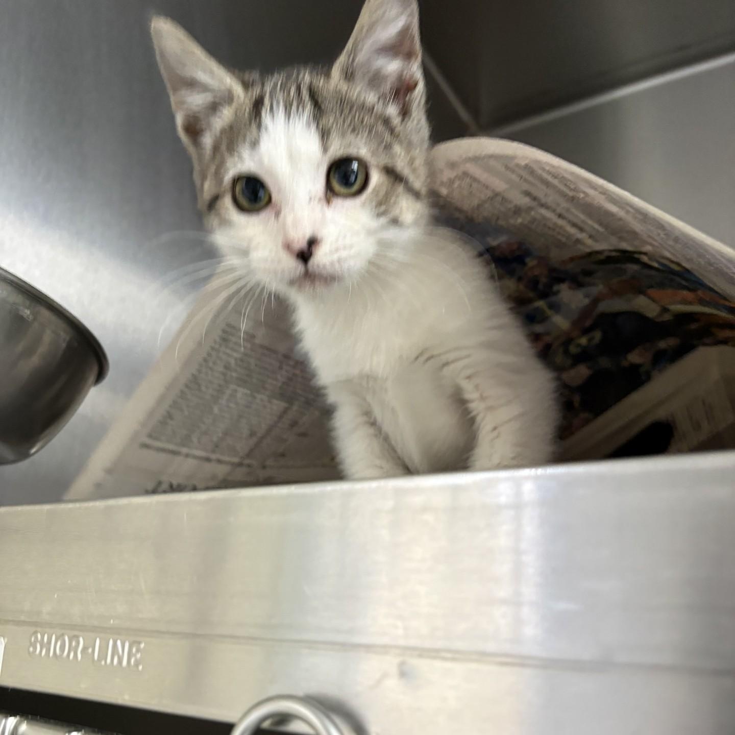 Enlarge Charlie, a ADOPTABLE Domestic Short Hair in Elberon, VA image 1/1
