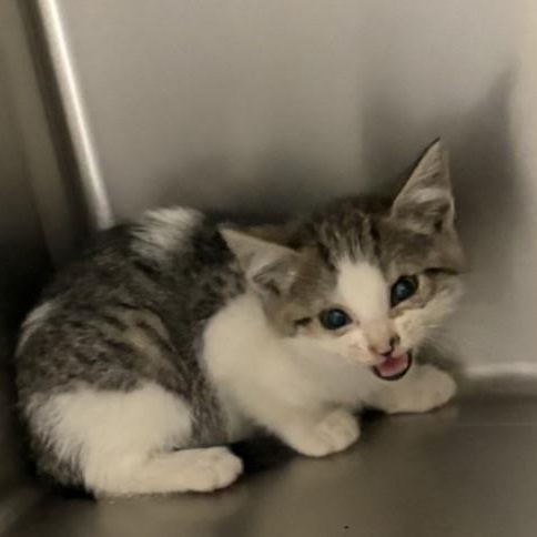 Enlarge Charlie, a ADOPTABLE Domestic Short Hair in Elberon, VA image 1/1