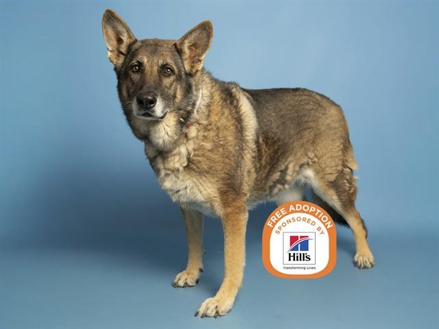 Enlarge IZZY, a Adoptable German Shepherd Dog in Phoenix, AZ image 1/1