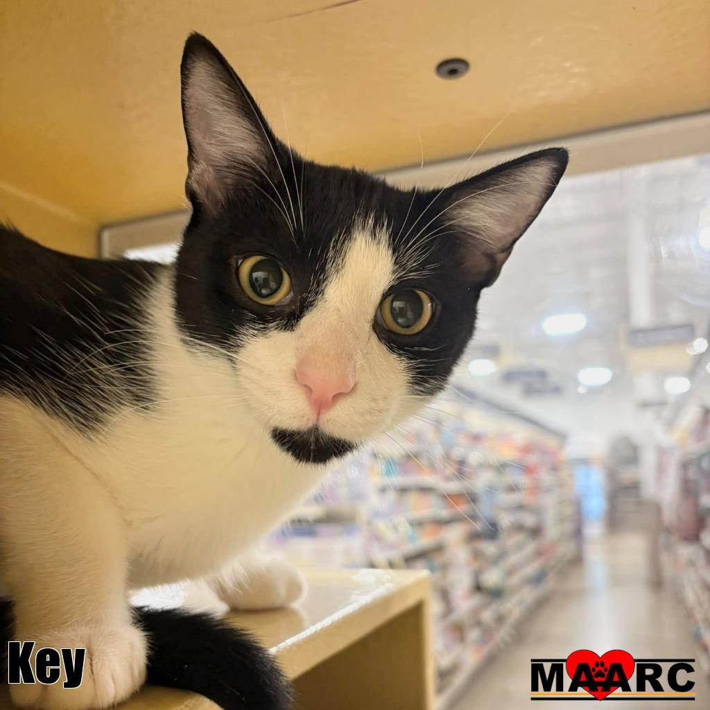 Key / Peele, Adoptable, Kitten Male Domestic Short Hair.