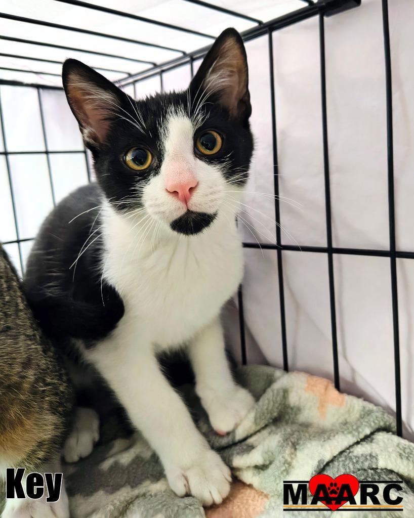Key / Peele, Adoptable, Kitten Male Domestic Short Hair.