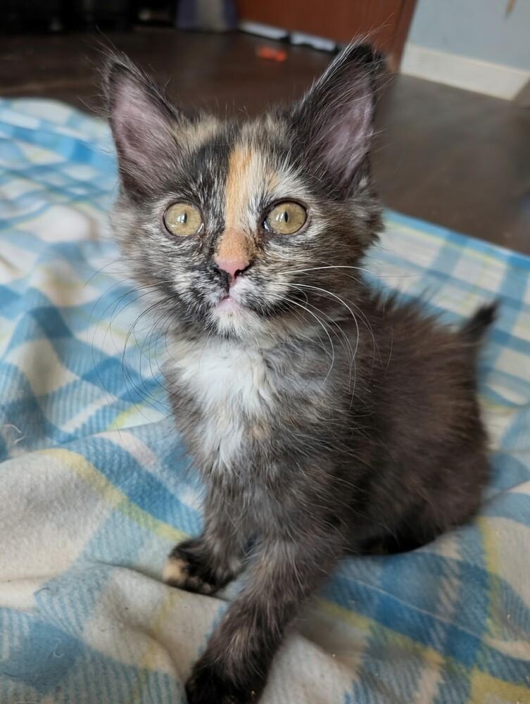 Miri, a Adoptable Domestic Medium Hair in Statesville, NC image 1/3