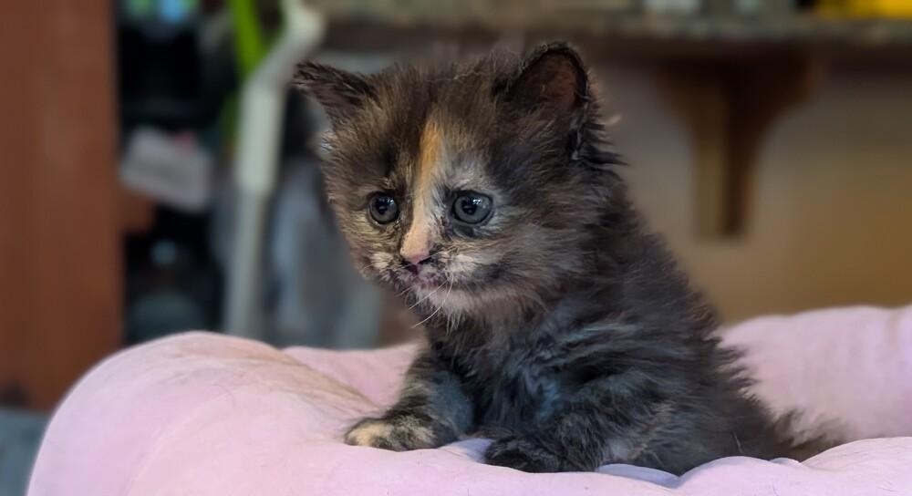 Miri, a Adoptable Domestic Medium Hair in Statesville, NC image 2/3