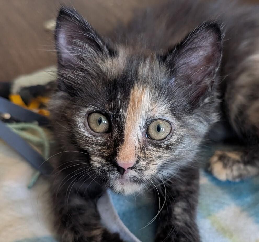 Miri, a Adoptable Domestic Medium Hair in Statesville, NC image 3/3