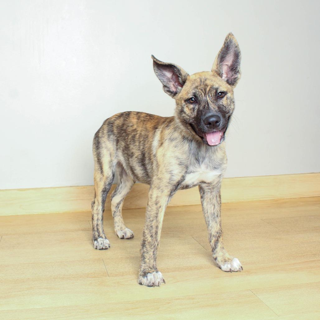 Mamba D70452, Adoptable, Puppy Male Yellow Labrador Retriever.