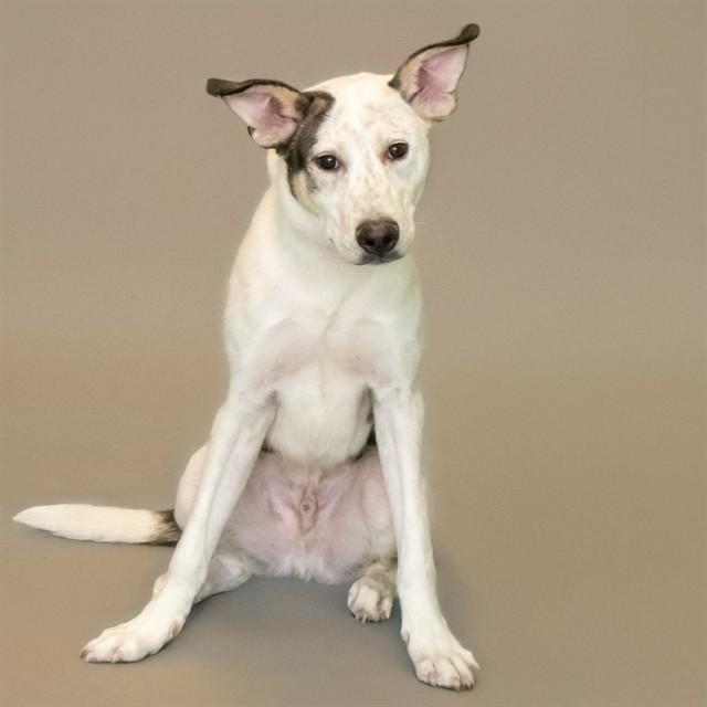 MILO, Adoptable, Young Male Australian Cattle Dog / Blue Heeler & Mixed Breed.