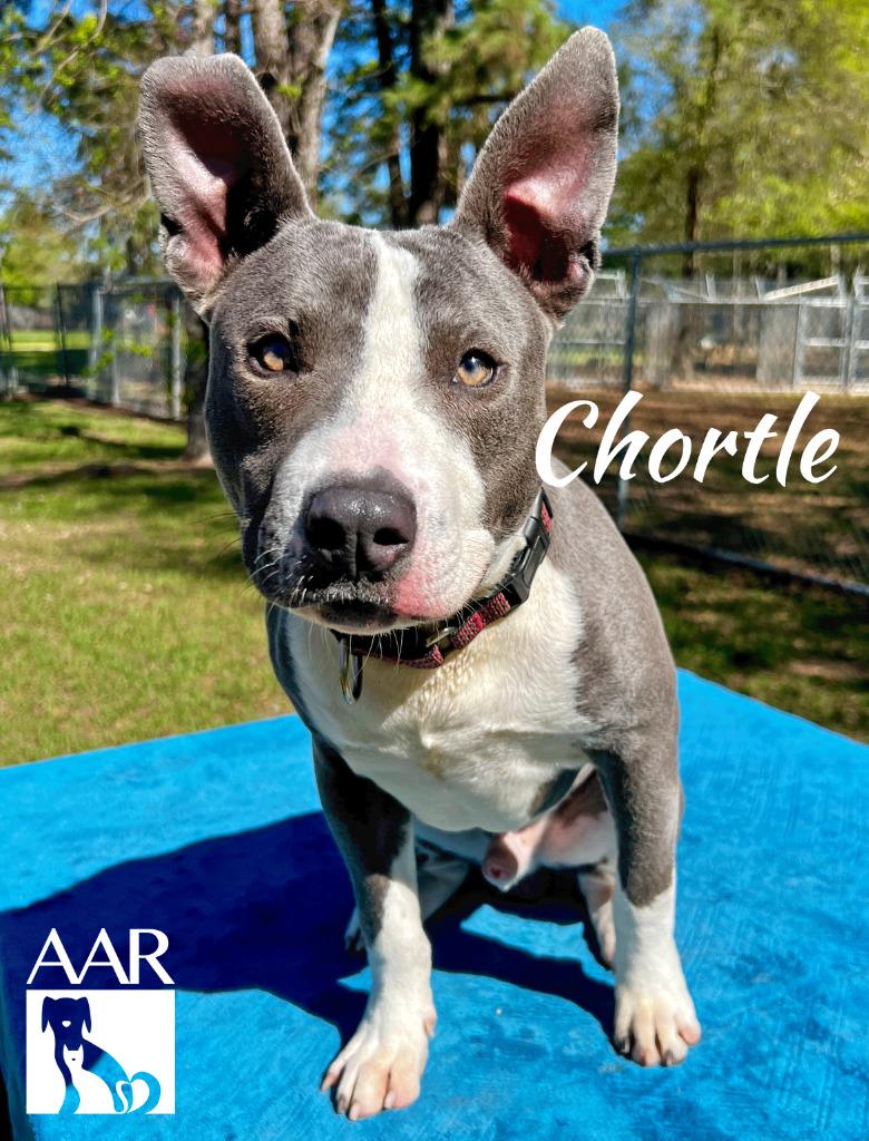 Chortle, a Adoptable Pit Bull Terrier in Magnolia, TX image 1/6