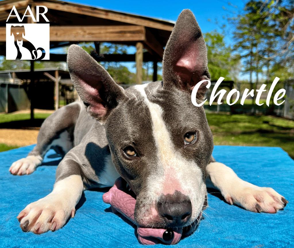 Chortle, a Adoptable Pit Bull Terrier in Magnolia, TX image 2/6