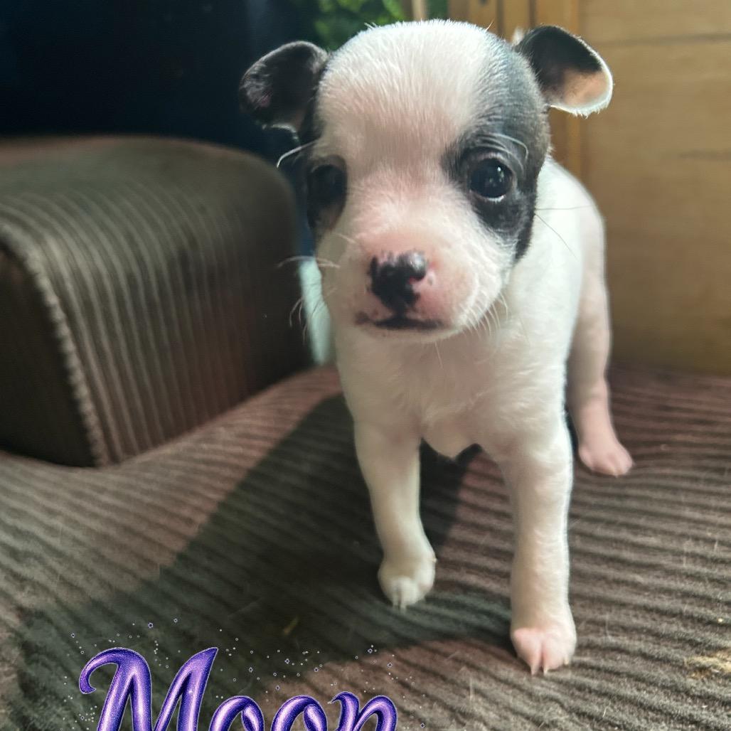 Moon, Adoptable, Puppy Female Chihuahua & Mixed Breed.