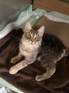 Enlarge Super Manx Bros - Zipper & Velcro, a Adoptable mixed breed in San Luis Obispo, CA image 1/3