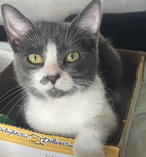 Super Manx Bros  thumbnail 2