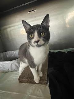 Enlarge Super Manx Bros - Zipper & Velcro, a Adoptable mixed breed in San Luis Obispo, CA image 3/3