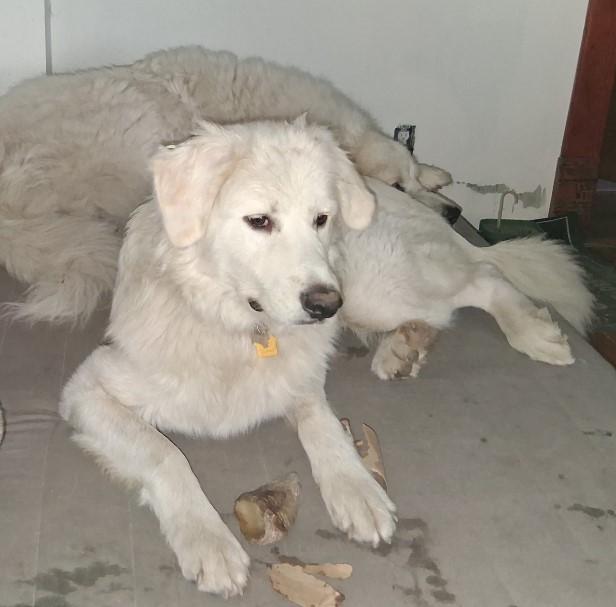 Igloo, adopted, Young Female Great Pyrenees.