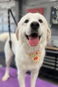 Enlarge Igloo, an adopted Great Pyrenees in Barrington Hills, IL image 2/4