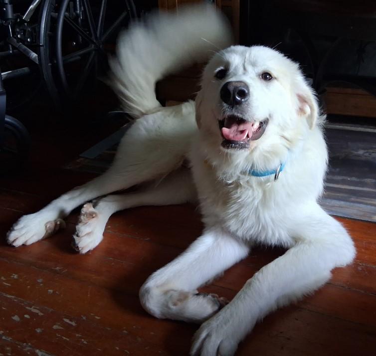 Enlarge Igloo, an adopted Great Pyrenees in Barrington Hills, IL image 3/4