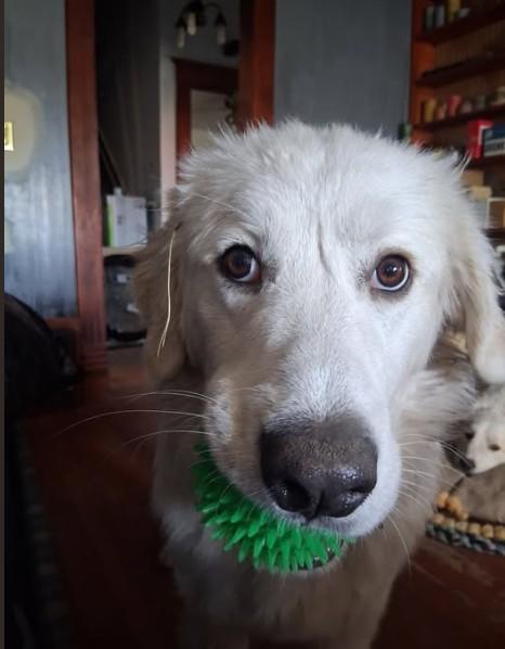 Enlarge Igloo, an adopted Great Pyrenees in Barrington Hills, IL image 4/4