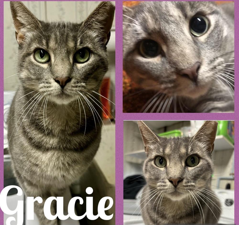 Gracie, Adoptable, Adult Female Domestic Short Hair.