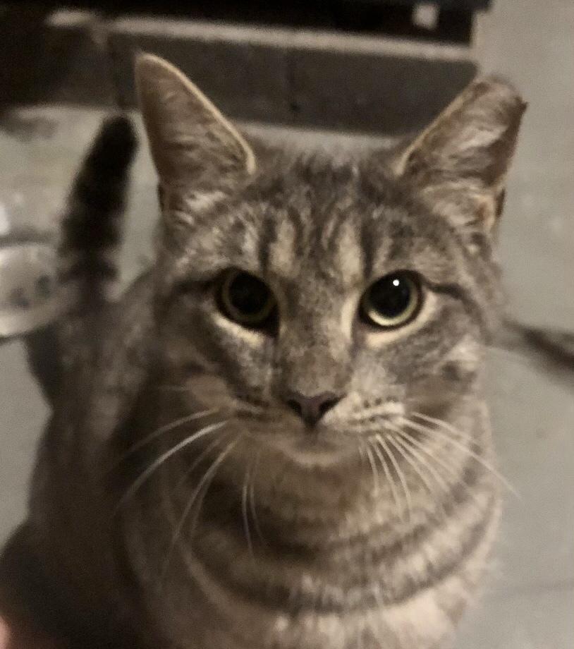 Enlarge Gracie, a Adoptable Domestic Short Hair in Taylor, PA image 2/2