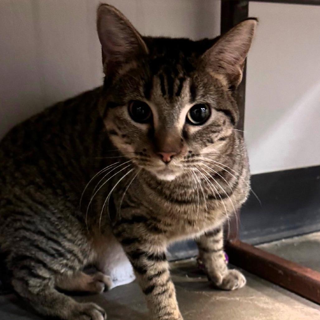 Tiggs, Adoptable, Adult Female Domestic Short Hair.