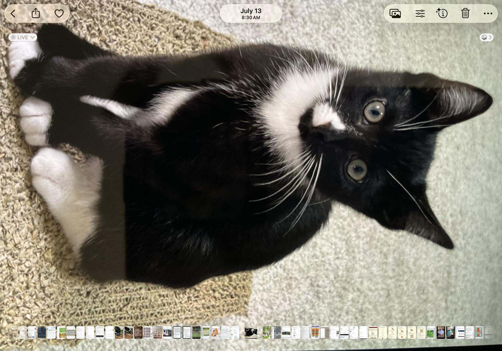 Enlarge Chaos, a Adoptable Domestic Short Hair in The Woodlands, TX image 1/2