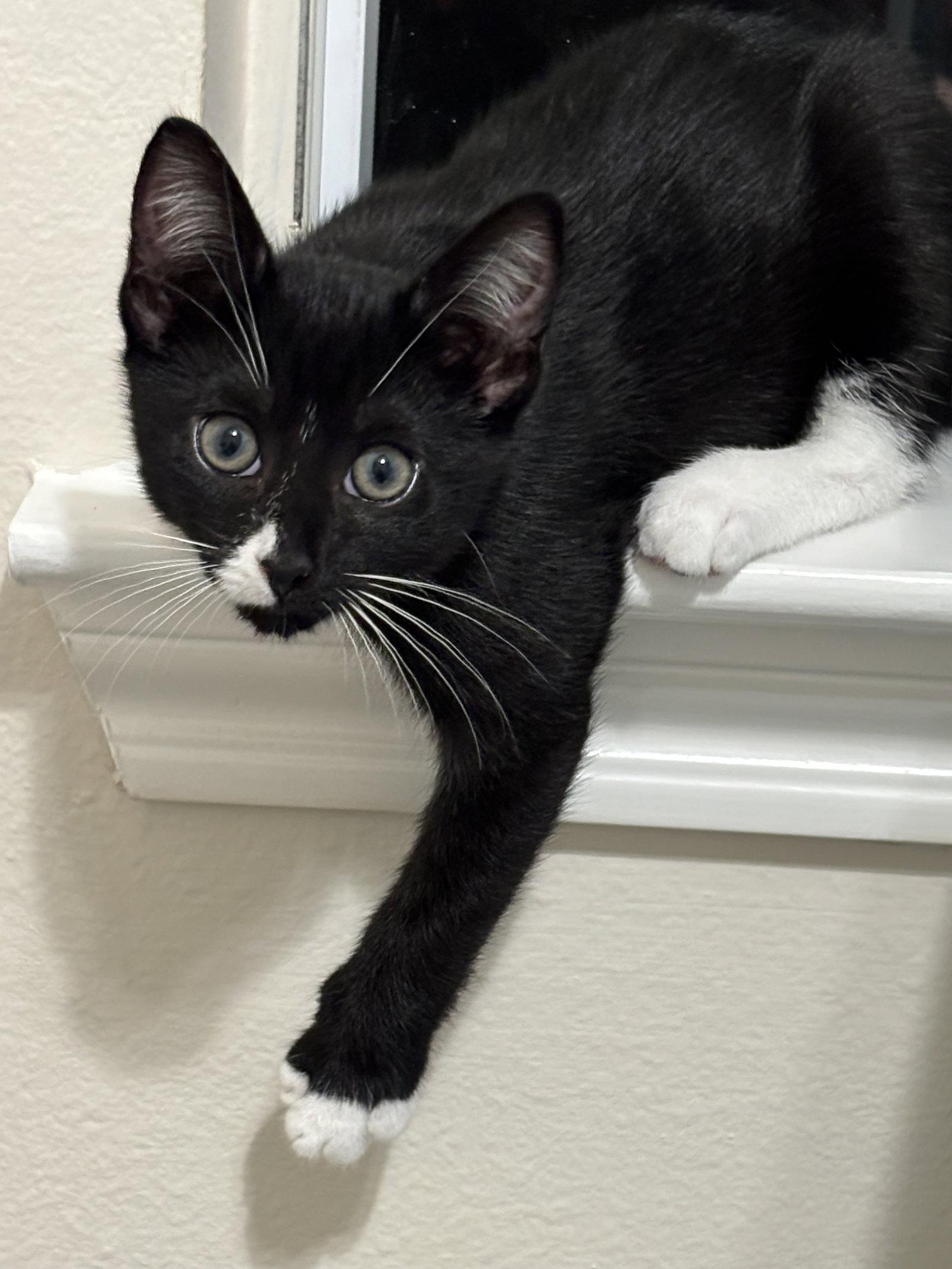Enlarge Chaos, a Adoptable Domestic Short Hair in The Woodlands, TX image 2/2
