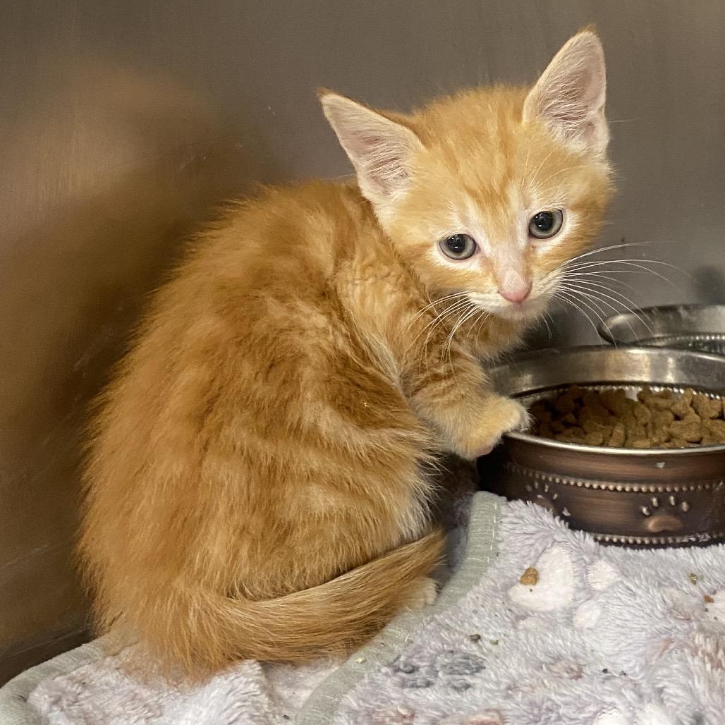 Chanel, a Adoptable Domestic Short Hair in Columbus, GA image 2/2
