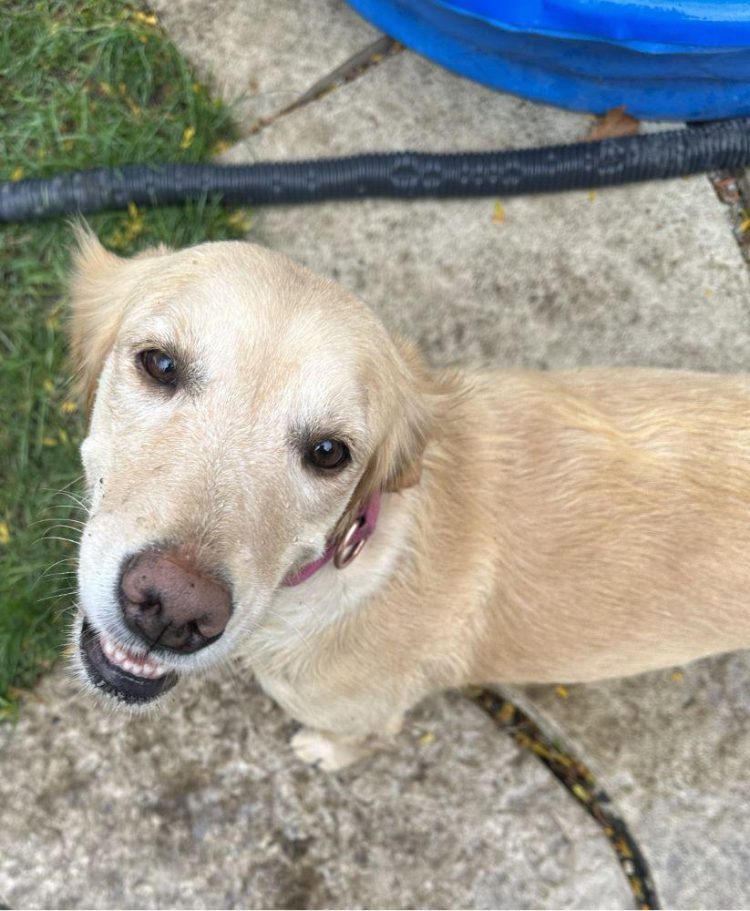Reba, Adopted, Adult Female Golden Retriever.