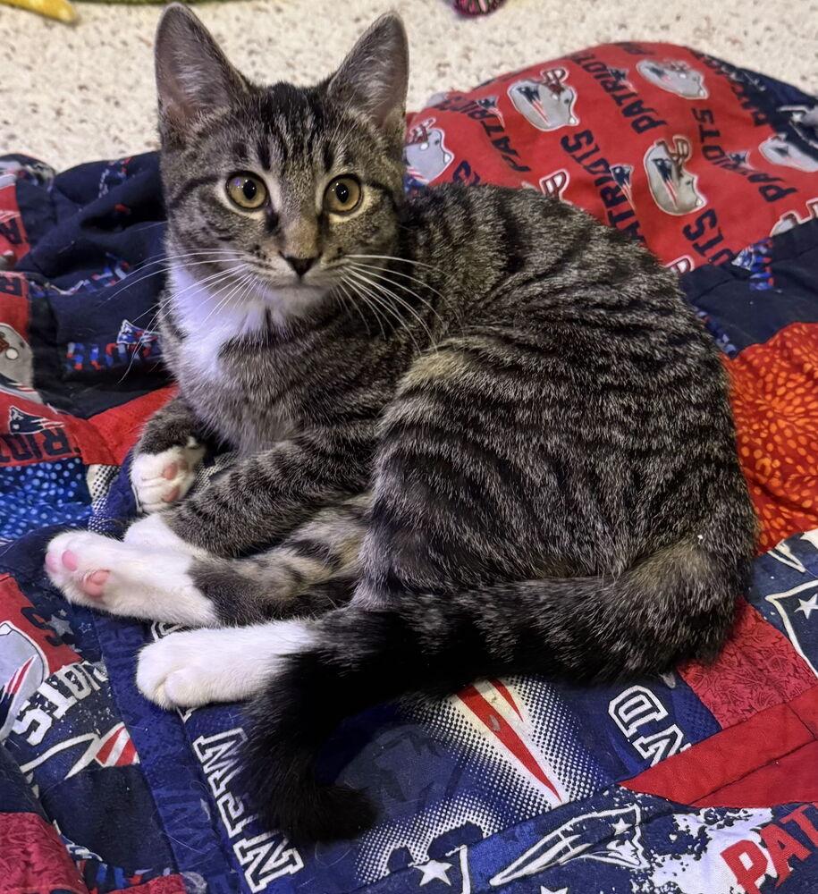 Enlarge Flannel, a Adoptable Domestic Short Hair in Duxbury, MA image 1/1