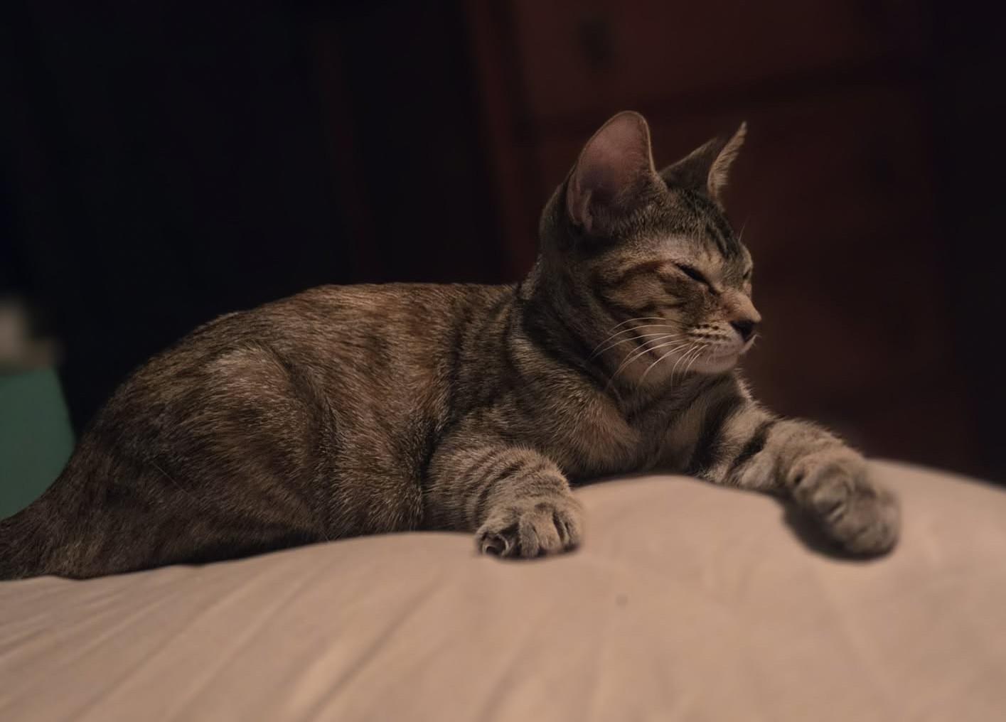 Enlarge ANGEL, a Adoptable mixed breed in Crystal River, FL image 2/4