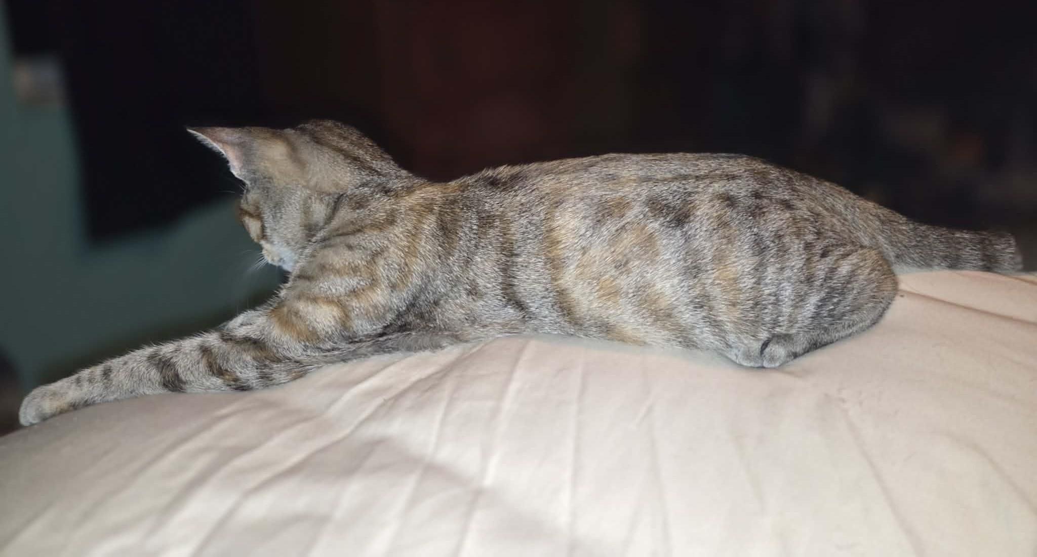 Enlarge ANGEL, a Adoptable mixed breed in Crystal River, FL image 4/4