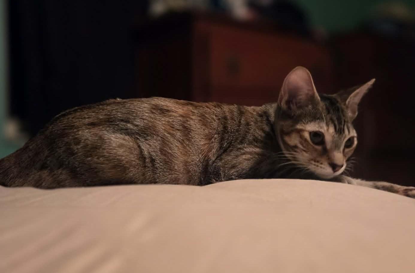 Enlarge ANGEL, a Adoptable mixed breed in Crystal River, FL image 3/4