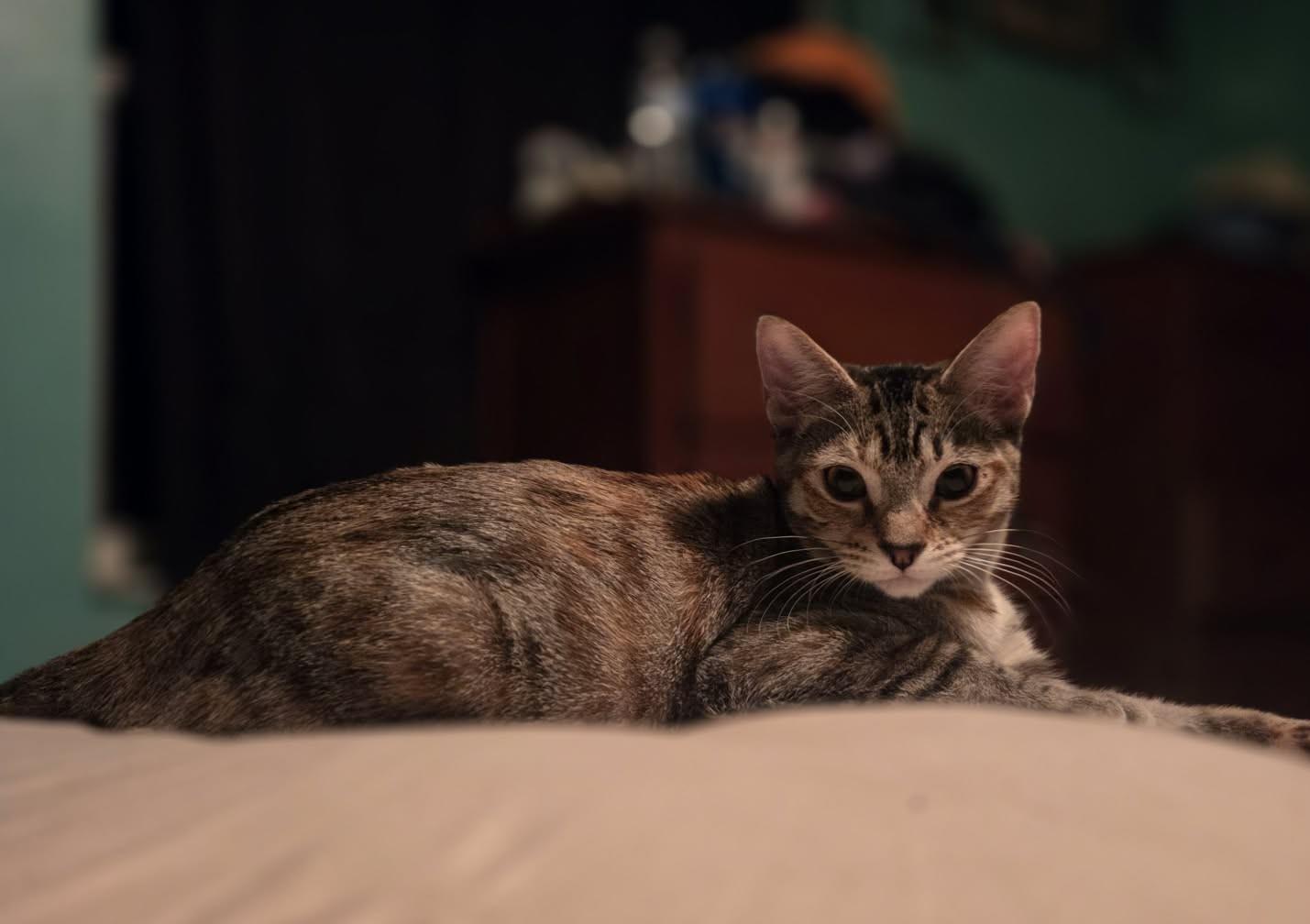 ANGEL, Adoptable, Young Female Domestic Short Hair & Tabby.